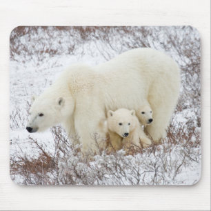 Eisbärweibchen mit zwei Jungen Mousepad