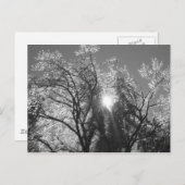 Eisbaum Postkarte (Vorne/Hinten)