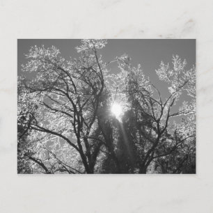 Eisbaum Postkarte