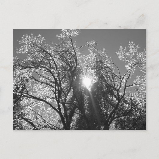 Eisbaum Postkarte (Vorderseite)