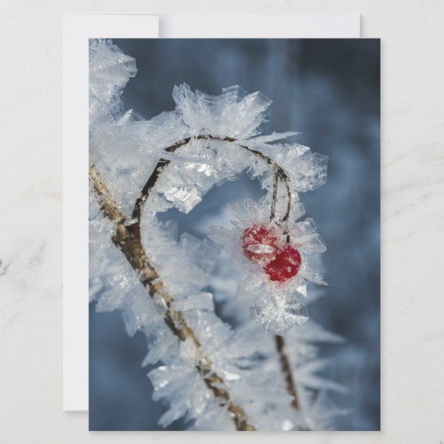 Eisberries (Vorderseite)