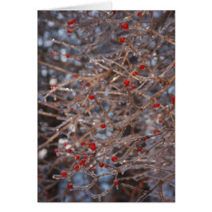 Eisberries