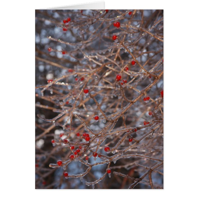 Eisberries (Vorne)
