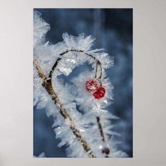 Eisberries Poster (Vorne)