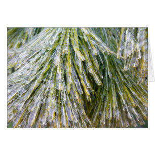 Eisbeschichtete Kiefernneedles Winter Botanisch