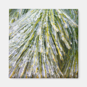 Eisbeschichtete Kiefernneedles Winter Botanisch Magnet