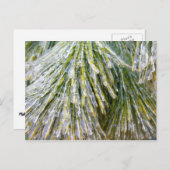 Eisbeschichtete Kiefernneedles Winter Botanisch Postkarte (Vorne/Hinten)