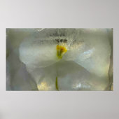 Eisblüten, Poster (Vorne)