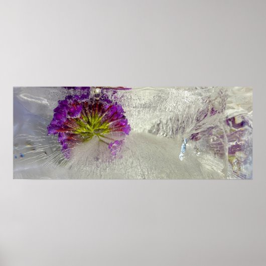 Eisblüten, Poster (Vorne)