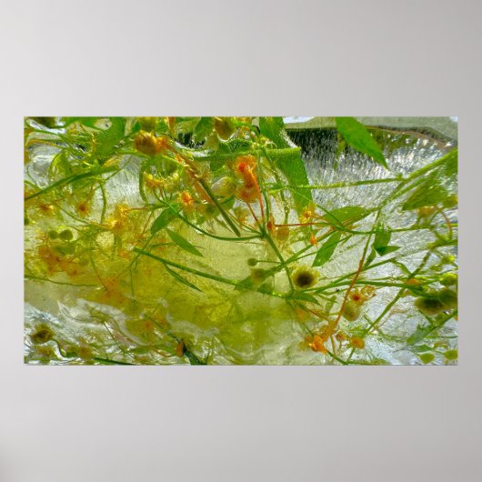 Eisblüten, Poster (Vorne)