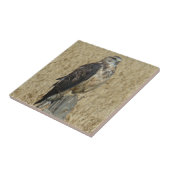 Eisenhaltiger Falke B35 auf dem Weizen-Gebiet Fliese (Seite)