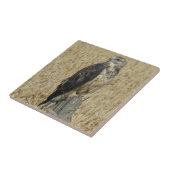 Eisenhaltiger Falke B36 auf dem Weizen-Gebiet Fliese (Seite)