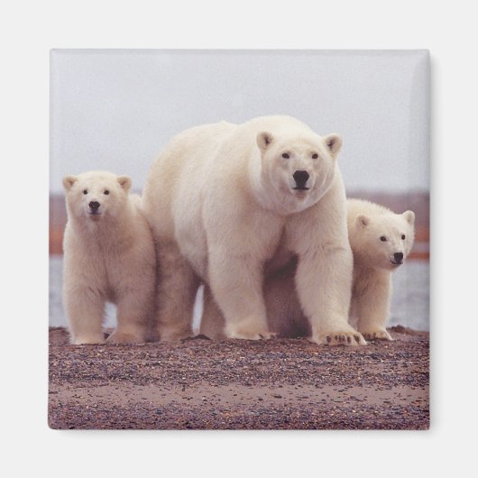 Eisfamilie Magnet (Vorne)