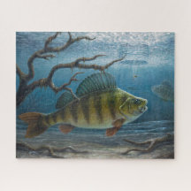 Eisfischen auf Barsche