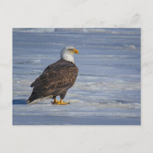 Eisfischen Postkarte