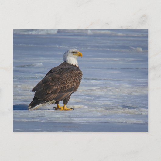 Eisfischen Postkarte (Vorderseite)