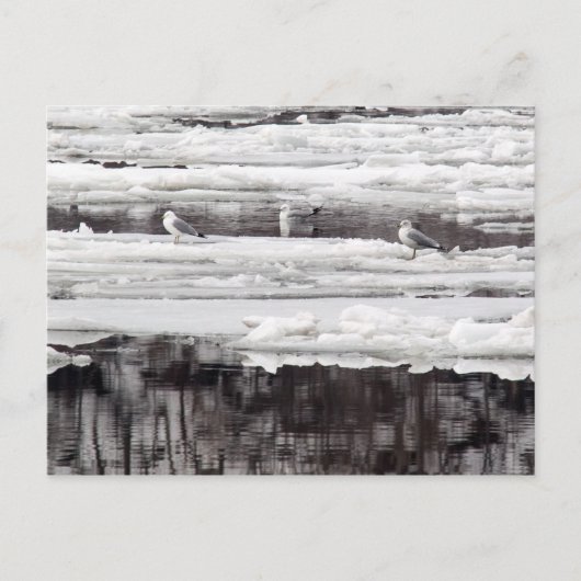 Eisgürtel Postkarte (Vorderseite)