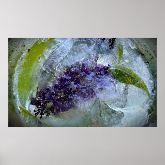 Eisige Blüten Poster (Vorne)