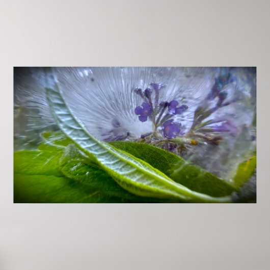 Eisige Blüten Poster (Vorne)
