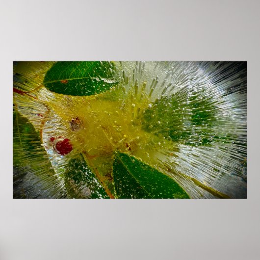 Eisige Blüten Poster (Vorne)