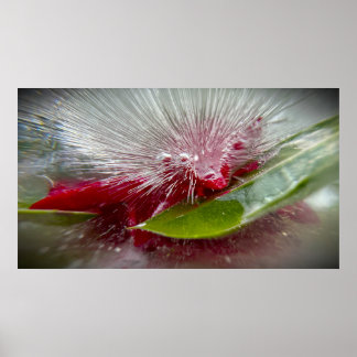 Eisige Blüten Poster
