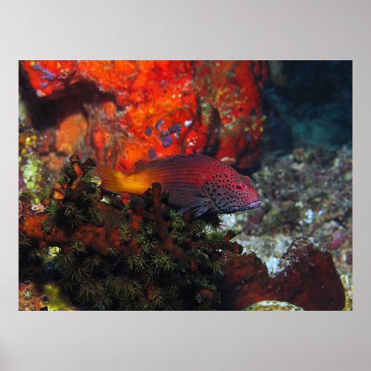 Eiskehlfisch Poster (Vorne)