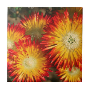 Eispflanzen (Lampranthus Aureus) in Blüte Fliese