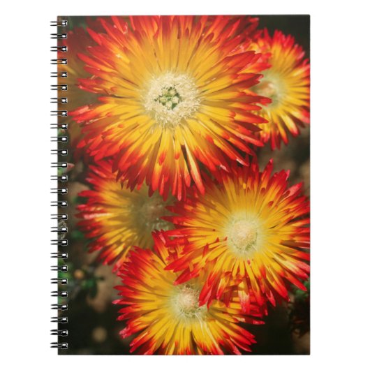 Eispflanzen (Lampranthus Aureus) in Blüte Notizblock (Vorderseite)
