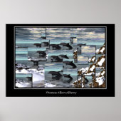 Eisschildkröten Poster (Vorne)