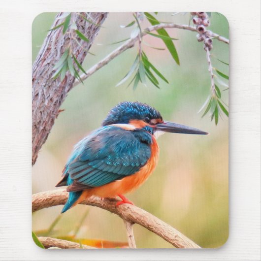 Eisvogel auf Ast sitzend Mousepad (Vorne)