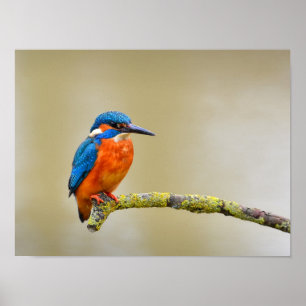 Eisvogel auf einem Ast Poster