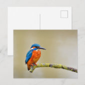 Eisvogel auf einem Ast Postkarte (Vorne/Hinten)