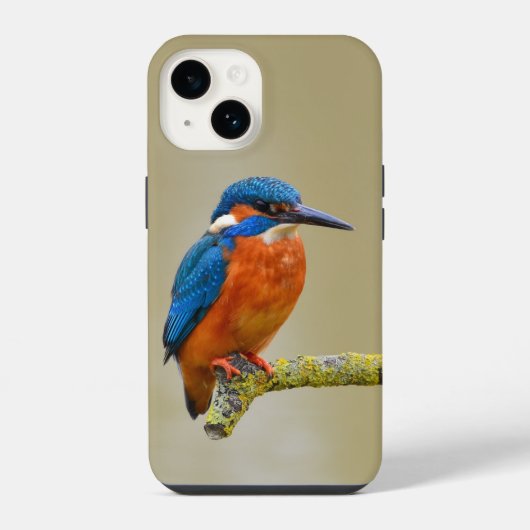 Eisvogel auf Sitzplatz iPhone Hülle (Rückseite)
