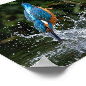 Eisvogel berührt Wasser Farbige Mattposter Poster (Ecke)