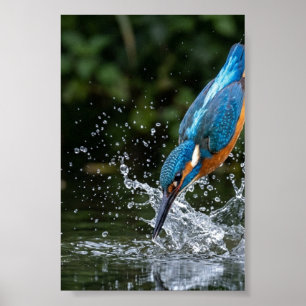 Eisvogel berührt Wasser Farbige Mattposter Poster