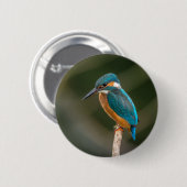 Eisvogel Button (Vorne & Hinten)