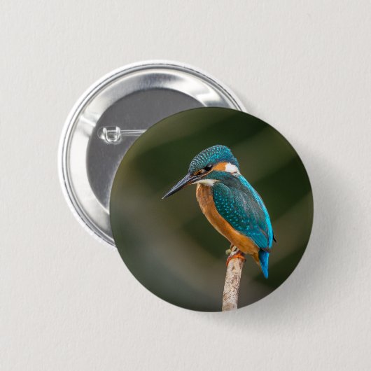 Eisvogel Button (Vorne & Hinten)