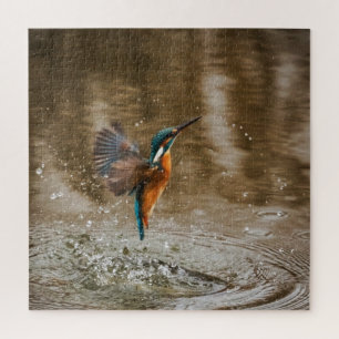 Eisvogel kommt aus dem Wasser Foto Puzzle