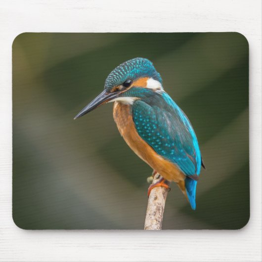 Eisvogel Mousepad (Vorne)