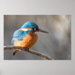 Eisvogel Naturfoto Poster