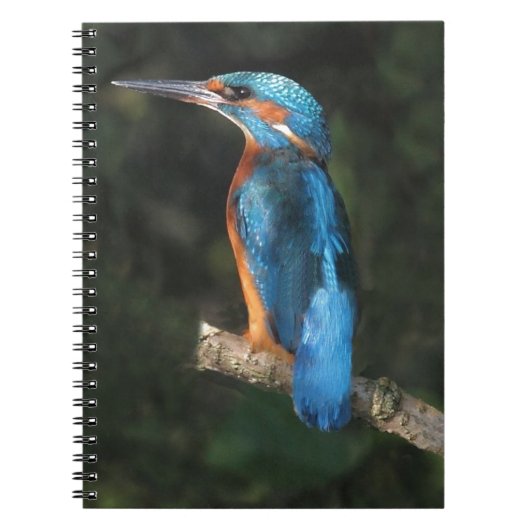 Eisvogel Notizblock (Vorderseite)