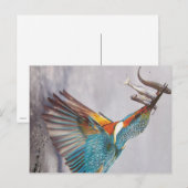 Eisvogel - Postkarte (Vorne/Hinten)