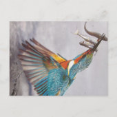 Eisvogel - Postkarte (Vorderseite)