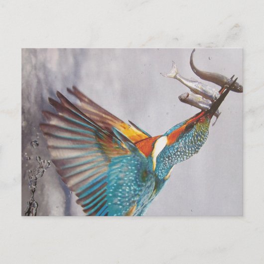 Eisvogel - Postkarte (Vorderseite)