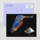 EISVOGEL POSTKARTE (Vorne/Hinten)