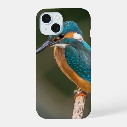 Eisvogel-Profilfoto iPhone 15 Hülle (Rückseite)