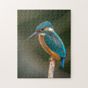 Eisvogel Puzzle