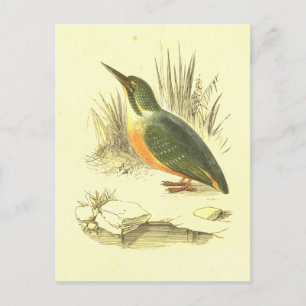 Eisvogel Vintage Vogel Lithographie Postkarte