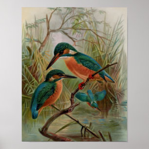 Eisvogel-Vintage-Vogelillustration Poster