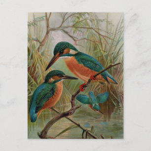 Eisvogel-Vintage-Vogelillustration Postkarte